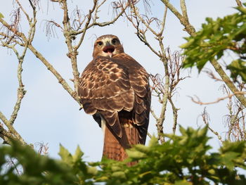 Low angle view of bird perching on tree