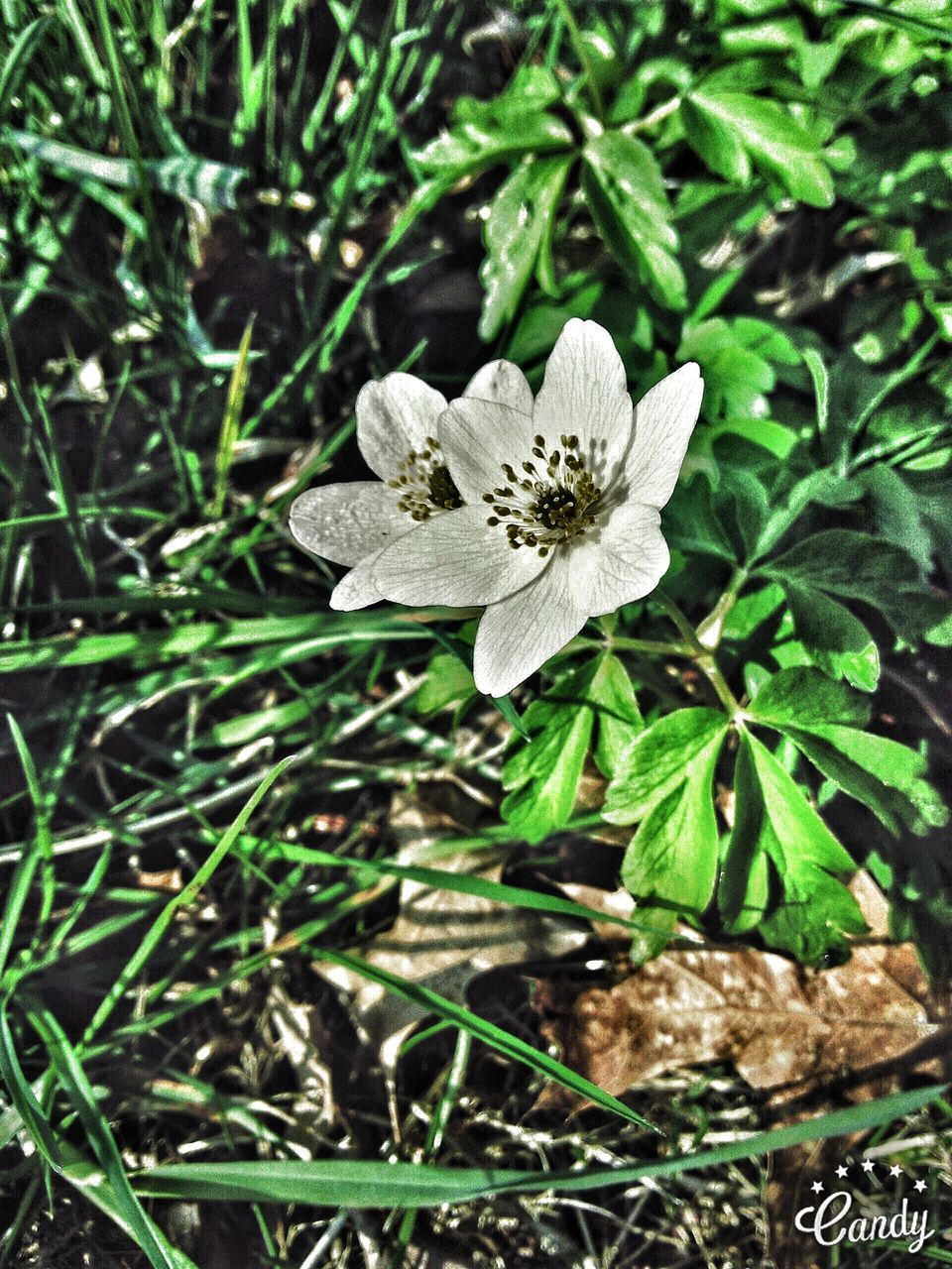 CLOSE-UP OF WHITE FLOWERS BLOOMING ON FIELD