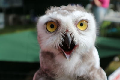 Close-up portrait of owl