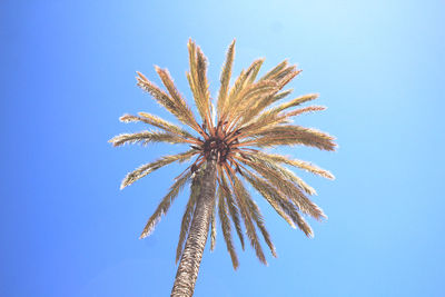 Low angle view of palm tree against clear blue sky