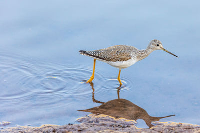 Seagull perching on rock by lake