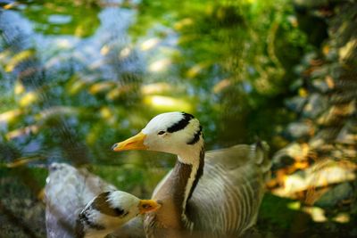 Close-up of two birds in the water