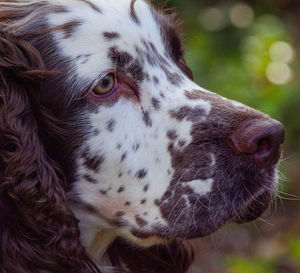 Close-up of dog looking away