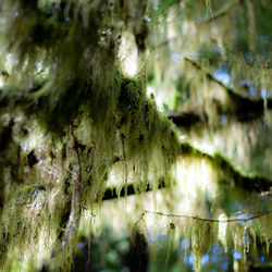 Close-up of moss growing on tree trunk