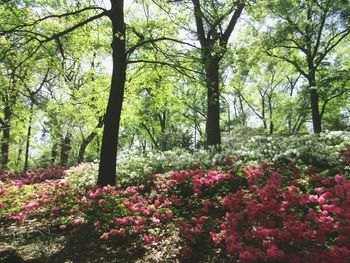 Pink flowers blooming in park