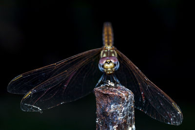 Close-up of insect on metal against black background