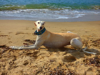 Greyhound relaxing on sand at beach