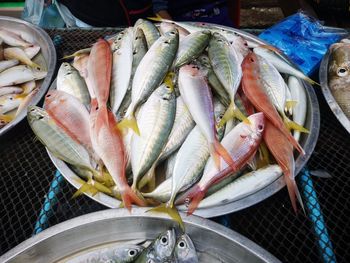 High angle view of fish in container