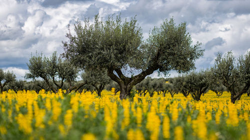 Olive trees against sky