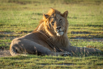 Male lion lies on grass turning head