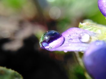 Close-up of water drop on flower