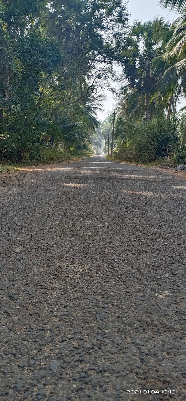 ROAD AMIDST TREES AND STREET