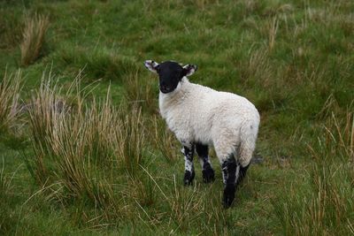 Sheep on field