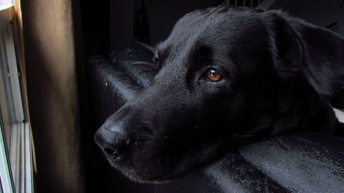 Close-up portrait of black dog at home