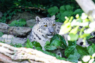 Cat sitting in a forest