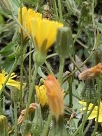 Close-up of yellow flowering plant