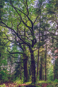 Trees in forest