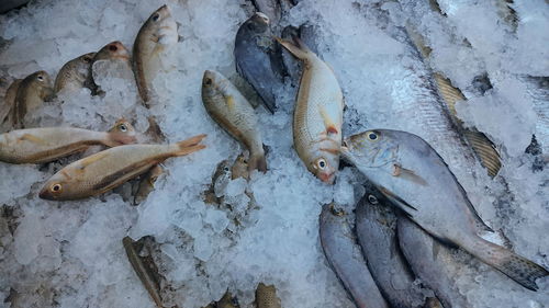 High angle view of dead fish on snow