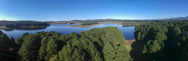 Panoramic view of plants and trees against clear blue sky