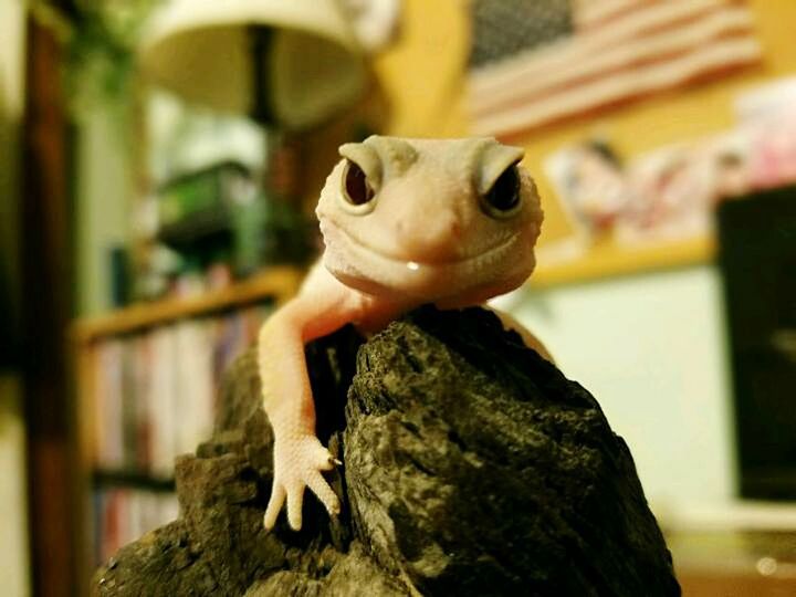 CLOSE-UP OF LIZARD ON WOOD