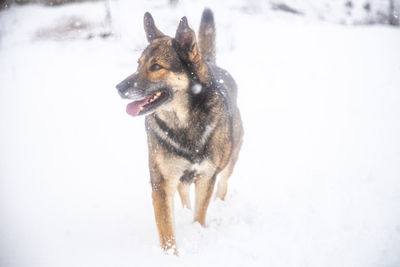 Dog looking away on snow covered land