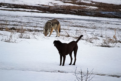 A domestic dog has it's first run in with a wild coyote.