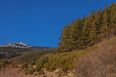 Trees on landscape against clear blue sky