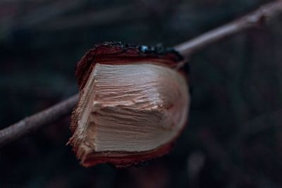 Close-up of dry plant in forest