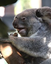 Close-up of bear