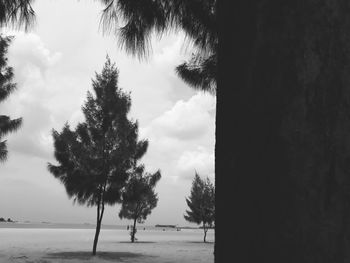 Trees on landscape against sky