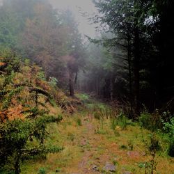 Trees in forest against sky