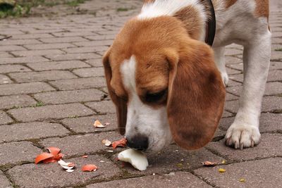 Beagle eating with egg on footpath