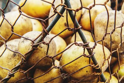 Close-up of potatoes seen through chainlink fence