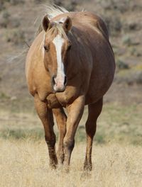 Horse on field