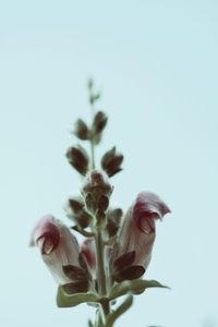 Close-up of flowers