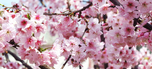 Low angle view of pink flowers on tree