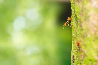 Close-up of ant on leaf