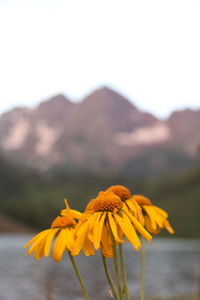 Close-up of yellow flowers blooming in park