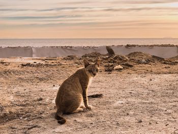 Cat sitting on a beach