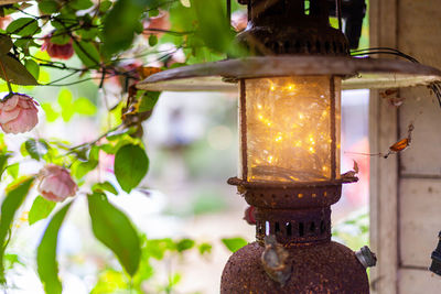 Close-up of lantern hanging on plant