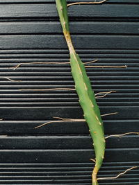 Full frame shot of succulent plant