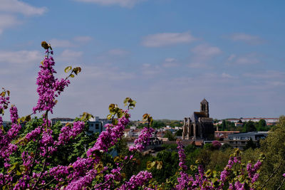 Purple flowering plants on field against sky