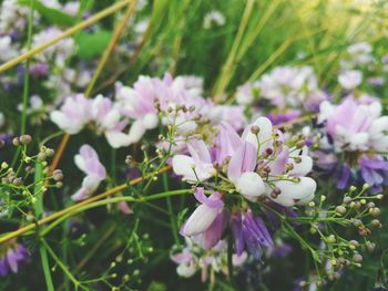 Close-up of pink flowers