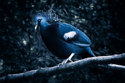 Close-up of bird perching on branch