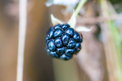 Close-up of fruit