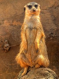 Portrait of meerkat on rock