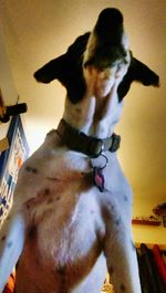 Close-up of dog