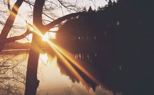 Sun shining through trees