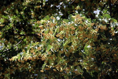 Close-up of lichen growing on tree