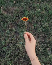 Human hand holding flower petals on field